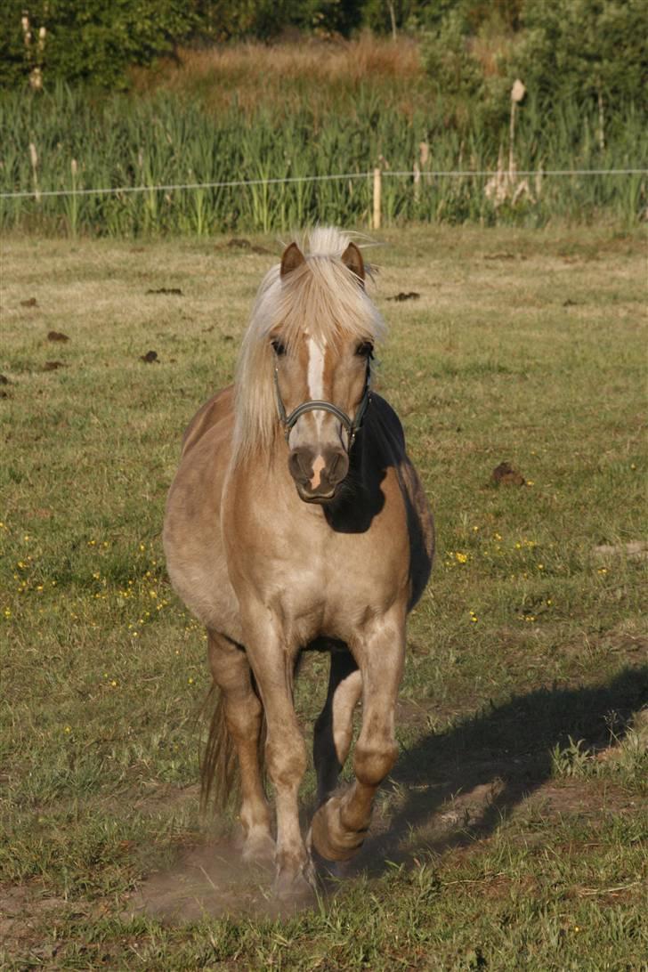 Tyroler Haflinger Notabene Lundgaard - Skønne Nota på folden nede ved søen d. 6/6 2008. billede 2