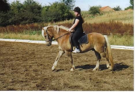 Tyroler Haflinger Notabene Lundgaard - Nota og mig nede på landbrugsskolen. Han kan jo godt XD billede 4