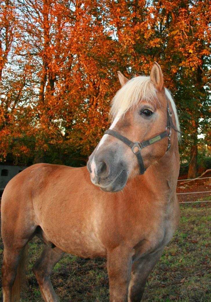 Tyroler Haflinger Notabene Lundgaard - Portrætfoto af Nota. Taget af mig d. 8/10-2007. billede 5