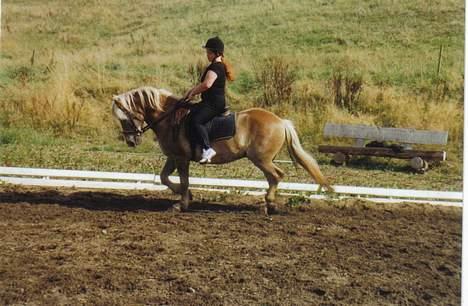 Tyroler Haflinger Notabene Lundgaard - Og trav... billede 6