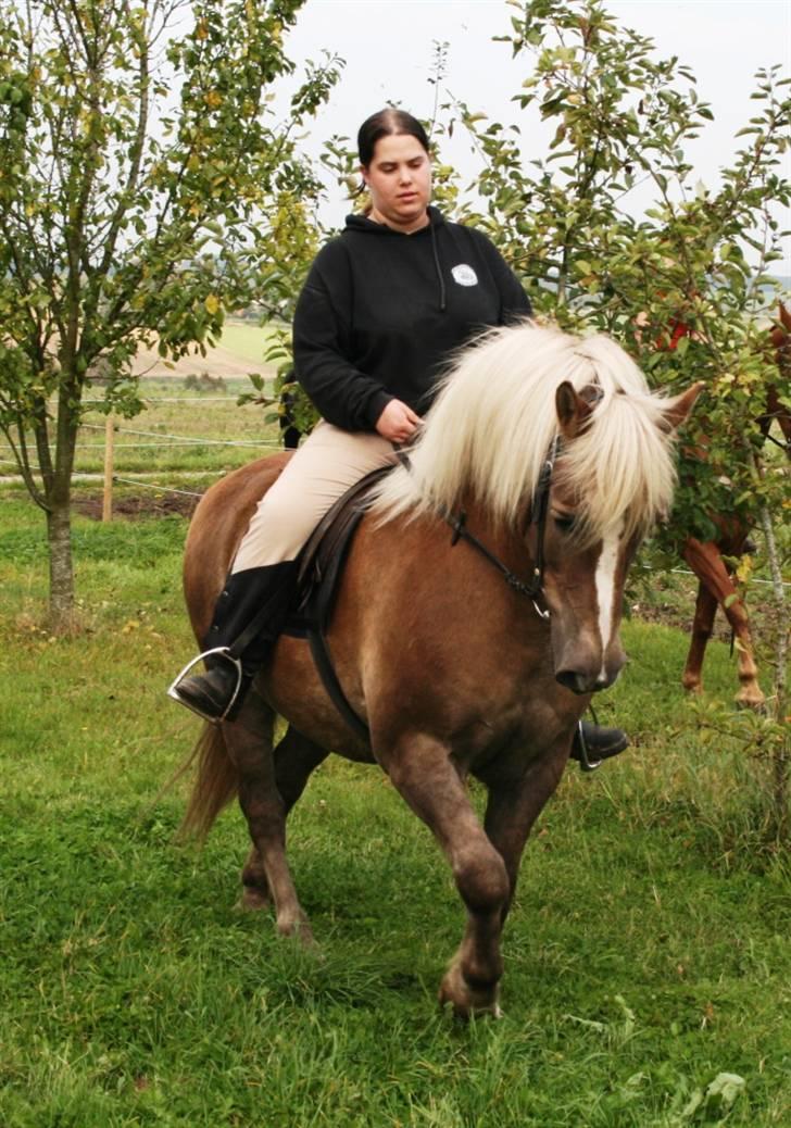 Tyroler Haflinger Notabene Lundgaard - Nota og mig. En uge inde i hans genoptræning. 24/9-2007. billede 7