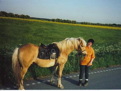 Tyroler Haflinger Notabene Lundgaard - Her har vi været på langtur! Det var på efterskolen, hvor vi boede lige ved mariager fjord, med dertil hørende superskønne landskaber. Altid en fryd at ride tur! billede 8