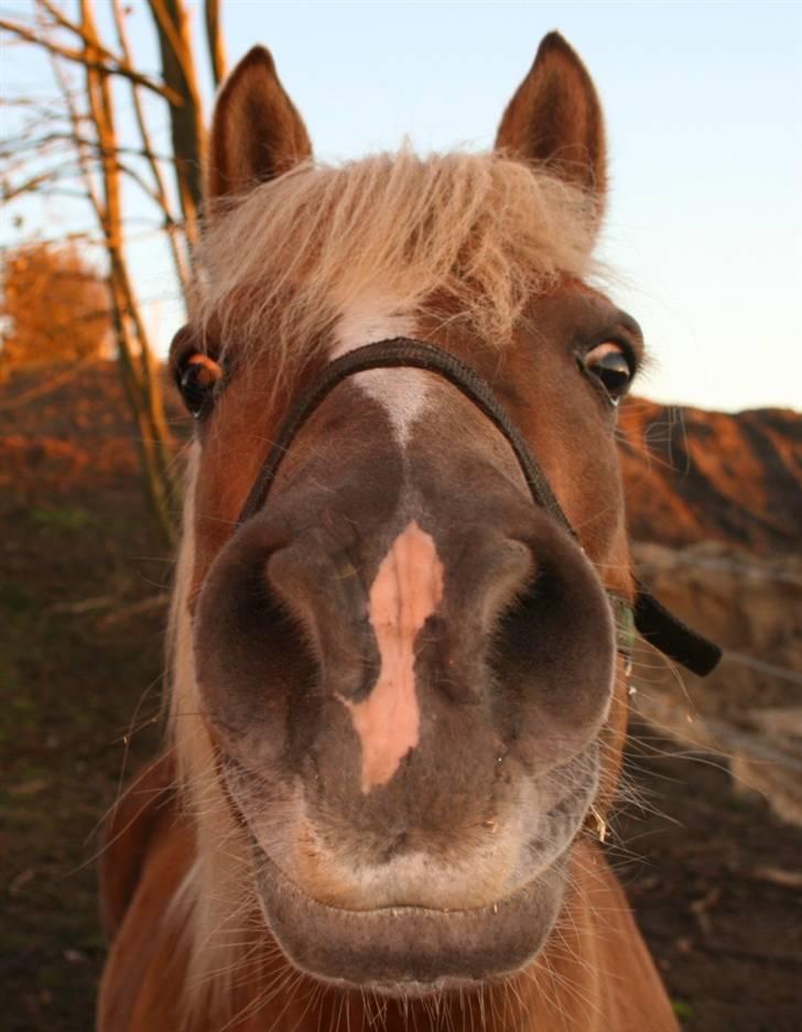 Tyroler Haflinger Notabene Lundgaard - Min lille hamsterpony! XD Taget af moi d. 8/10-2007. billede 9