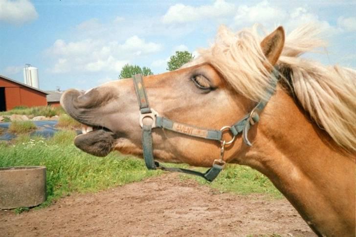 Tyroler Haflinger Notabene Lundgaard - Tja... der gik vist en hingstegal dame på den anden side af hegnet XD billede 10