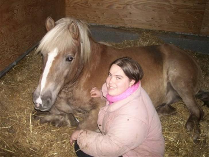 Tyroler Haflinger Notabene Lundgaard - En hyggestund i stalden. billede 11