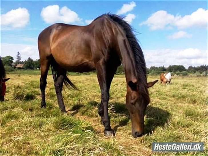 Fuldblod (XX) <3Princess Joe *I HIMLEN* - # 2. Smukke Joe i tyg format:P Tror at hun ska lidt på kur, hehe.. Det ik godt med alt det sommergræs, hehe:P  Taget d. 22/6-2007 billede 2