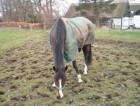 Holstener Lady Love(Tidligere part) billede 15