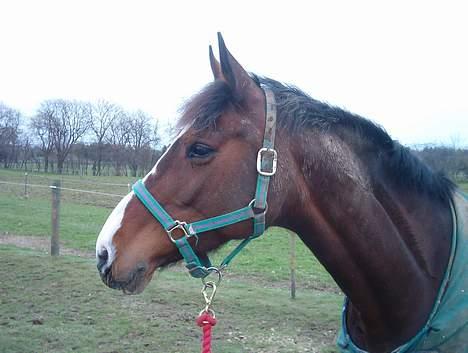 Holstener Lady Love(Tidligere part) billede 16