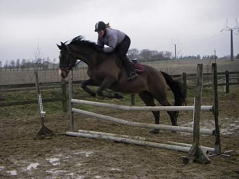 Dansk Varmblod Moonligt *Solgt* billede 12