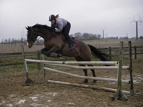 Dansk Varmblod Moonligt *Solgt* billede 13