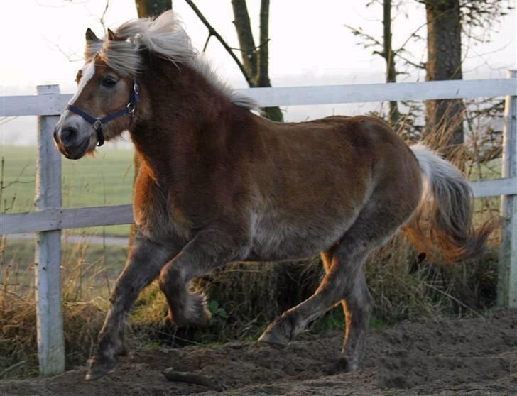 Tyroler Haflinger Notabene Lundgaard - Gaddagung gaddagung, Nuller i galop på banen. Februar 2008. billede 12