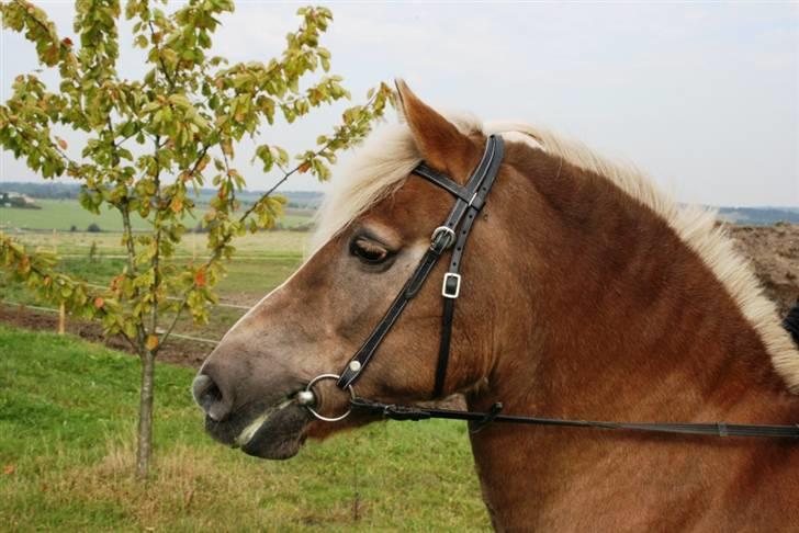 Tyroler Haflinger Notabene Lundgaard - Nota har fået øje på noget spændende... 24/9-2007. billede 13