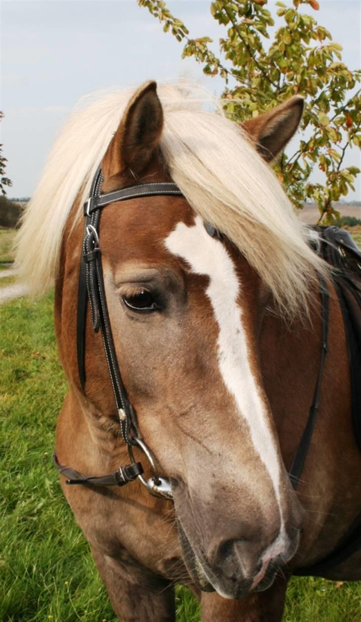 Tyroler Haflinger Notabene Lundgaard - Smukke bassens hoved. 24/9-2007. billede 14