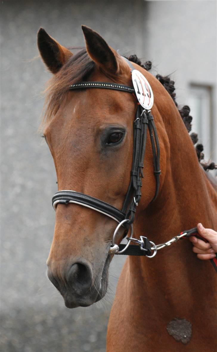 DSP <3 Freja. *I HIMLEN* - # 1. Freja til kåring d. 22 juni 2008.. billede 1