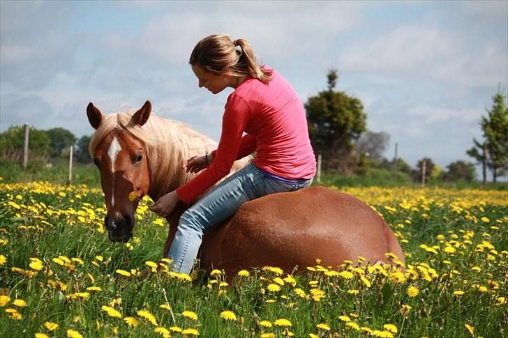 Palomino | Klepholms Krøsus  «3 - Sommer 2010 billede 15