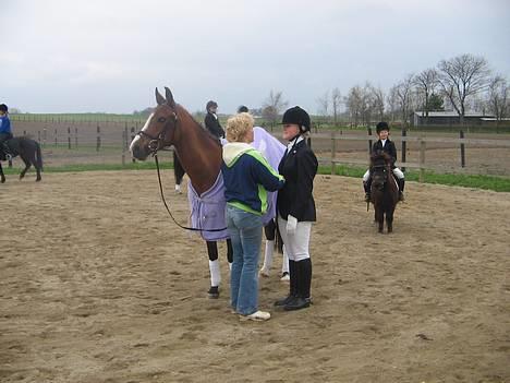 Arabisk fuldblod (OX)  ox"Sienna"  solgt - lige inden vi skulle ind og ride dresurr stævne . billede 17