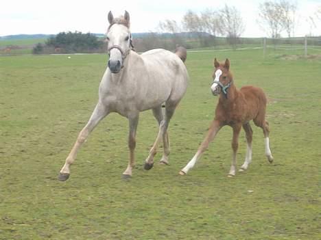 DSP ahorn magic  suviver - Calista er tilbage igen, endelig, mor og søn øver sig i at efterligne hinanden :-) billede 9