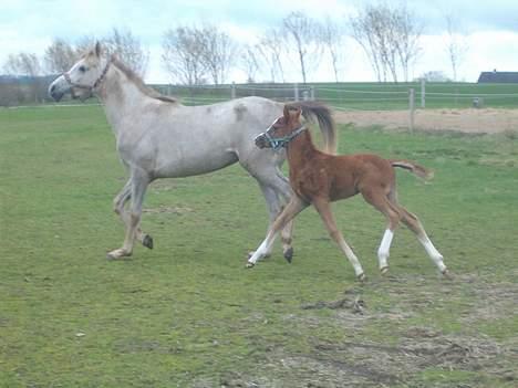 DSP ahorn magic  suviver billede 10