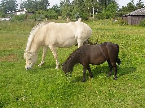 Shetlænder Blackie *solgt* - blackie sammen med min fjollebolle  billede 5