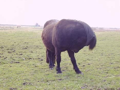 Shetlænder Blackie *solgt* - see hva jeg også kan billede 6