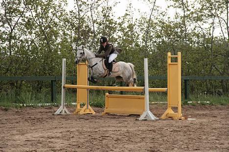 Hollandsk Sportspony | Rainy Lake (solgt 07) - La i Farsø.. billede 3