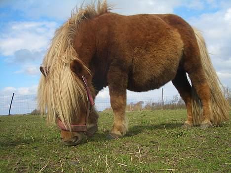 Shetlænder ejendoms heste maggie billede 18