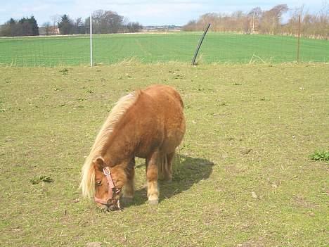 Shetlænder ejendoms heste maggie billede 20
