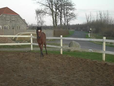 New Forest Flintedales Extreme - Så sød. <3 billede 5