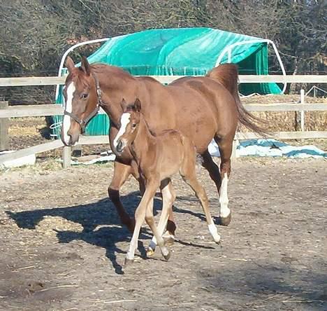 DSP Ahorns kimira billede 8