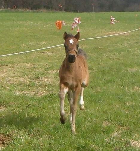 DSP Ahorns Mia Donna - her kommer jeg billede 7