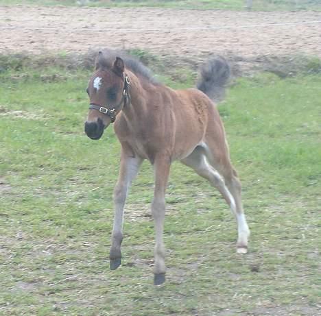 DSP Ahorns Mia Donna - Hun er en lille racer, kan løbe meget stærkt, i meget lang tid, er bare en lille nuser billede 8