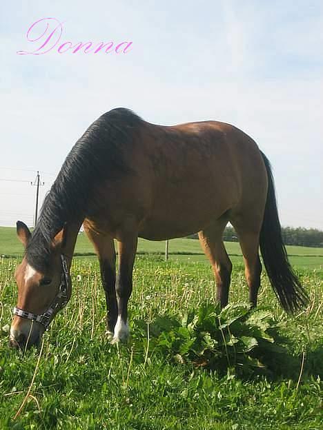 New Forest Donna NF 1758 - Så fiin ! <3 billede 1