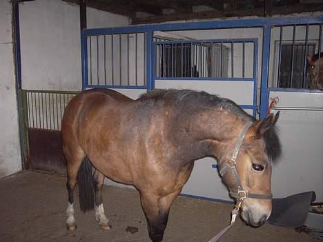 New Forest Donna NF 1758 billede 2