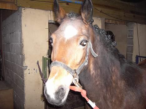 New Forest Donna NF 1758 billede 3