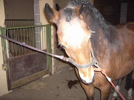 New Forest Donna NF 1758 billede 4