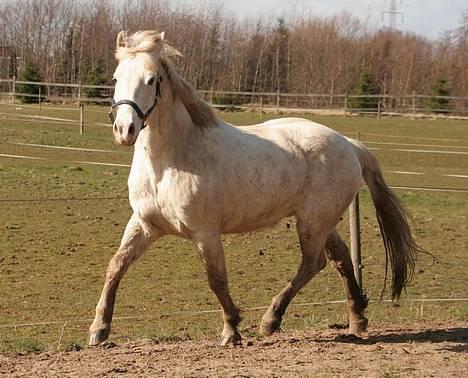 Appaloosa Coco billede 14