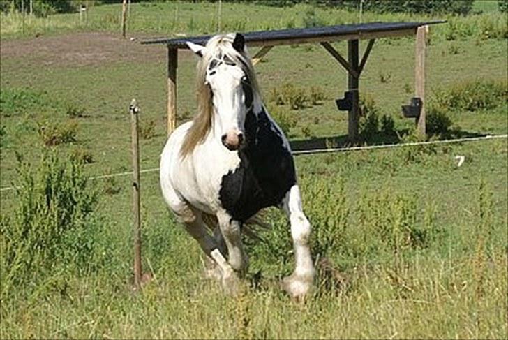 Irish Cob Grymyrs Django (SOLGT) - billede taget af Lise Hauge billede 3