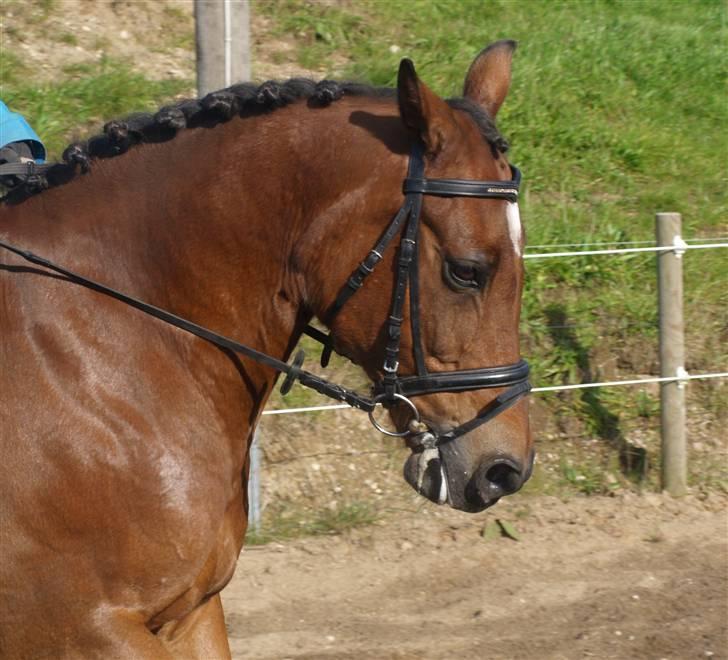 Anden særlig race Prins billede 9