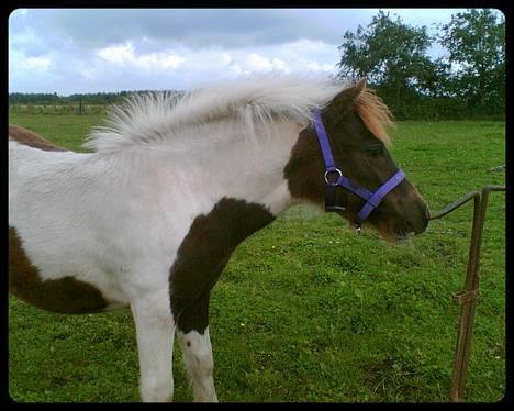 Anden særlig race *Hidalgo* *solgt* - 13/8 06. Jeg får lige lidt hjælp til at lave hegn her! billede 9