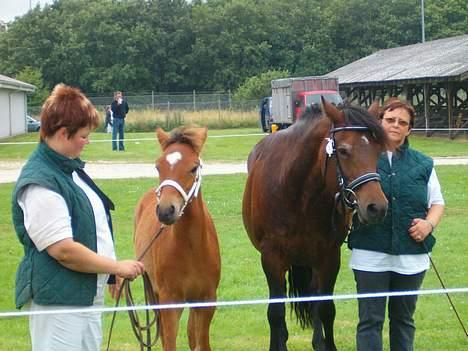 New Forest Flintedales Extreme - Føl kåringen. <3 billede 7