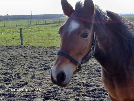 New Forest Donna NF 1758 - så sødt hoved hun har ! <3 billede 5