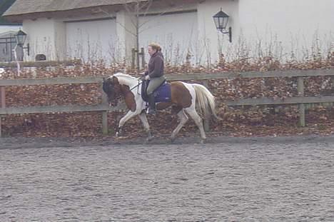 Pinto Little Highness (Solgt) billede 7