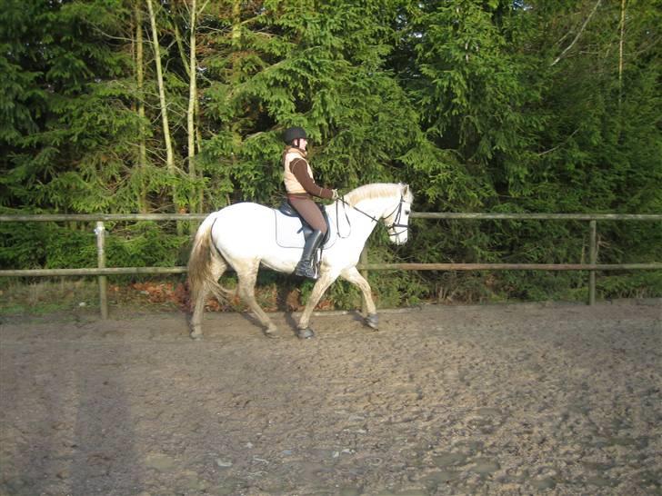 Connemara Skousboe Rockstar - træning den 20.12.08 billede 12