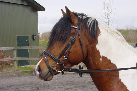 Pinto Little Highness (Solgt) billede 9