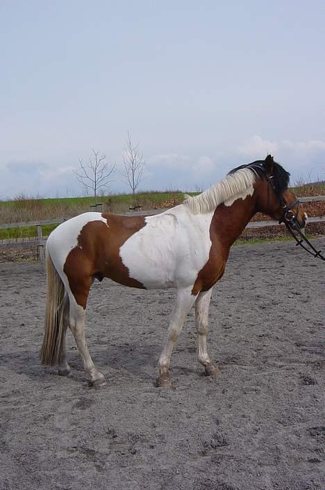 Pinto Little Highness (Solgt) billede 10