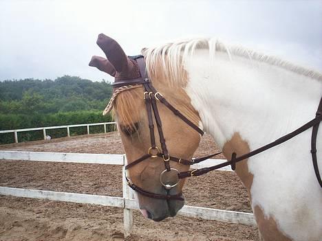 Pinto Stald Poppels Gentleman  - Gentleman til stævne i freka. savner dig :/ billede 1