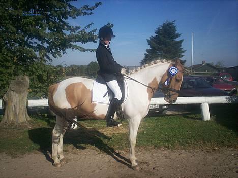 Pinto Stald Poppels Gentleman  - Efter præmieoverrakkelse i Ørsted. billede 2