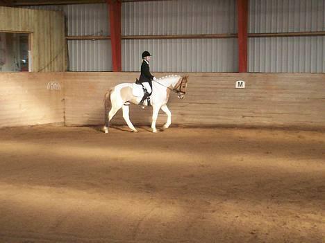 Pinto Stald Poppels Gentleman  - Vores første distriks stævne sammen - i Åstrup Sportsrideklub. billede 3