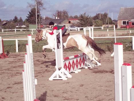 Pinto Stald Poppels Gentleman  - Hygge springning med Sandra (: billede 4