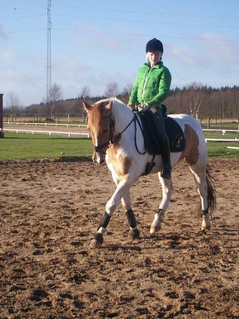 Pinto Stald Poppels Gentleman  - Dressur undervisning ved Heidi billede 6